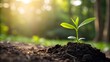 © Rony - Close‑Up of a Green Seedling Growing in Soil with Sunlight in the Background