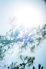 Wall Mural - pine tree with sun rays in the background and a blue sky