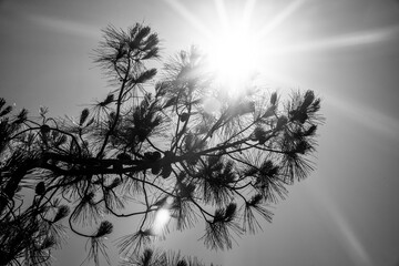 Wall Mural - pine tree with sun rays in the background and a blue sky