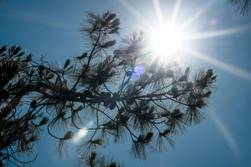 Wall Mural - pine tree with sun rays in the background and a blue sky