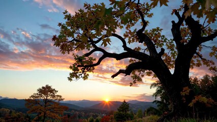 Wall Mural - sunset over a tree with a mountain in the background