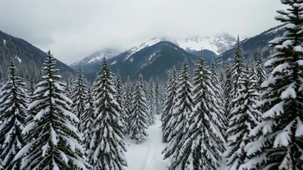 Wall Mural - there is a snow covered forest with a trail in the middle