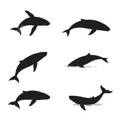  Collection of six black whale and dolphin silhouettes isolated on white background silhouette
