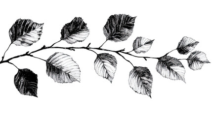 Birch tree leaves hand drawn sketch isolated on white background
