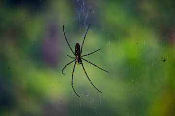 spider on the web