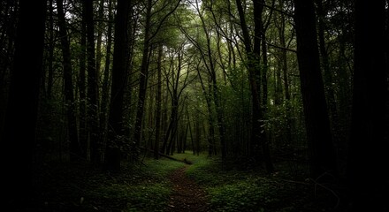  A dirt path winds through a dark dense forest with tall trees and lush green undergrowth