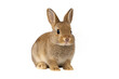 © MJ iceberg - Cute brown baby rabbit sitting  isolated. Fluffy bunny with alert ears and bright eyes, perfect for Easter, pet care, and animal-themed concepts, transparent background, clipping path
