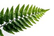 © Kobkaew - Captivating fern leaf nature photography isolated background greenery close-up perspective botanical concept