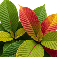green leaves background