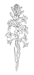 Wall Mural - flowering tuberose branch outline drawing