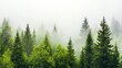 © Artem - Misty forest mountains with pine trees in Papua New Guinea showcase a serene landscape of nature and the outdoors