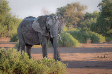 Wall Mural - African elephant in Botswana, Northern Tuli Game Reserve