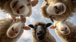 © Rohan Katwe - A unique low angle perspective showing a group of curious sheep looking down to camera with one distinct black sheep, under a blue sky.