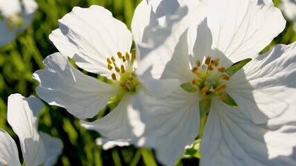 Wall Mural - Gentle overhead view of fresh white blossoms blooming among green grass with yellow centers providing contrast and evoking natural peace beauty and simple joy in this organic flower focused scene