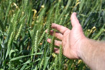 Wall Mural - farmer's hand holding spikelets, close-up. Fresh green young unripe juicy spikelets of wheat. Oats, rye, barley. harvest in spring or summer. agricultural field, agriculture, farmland, business