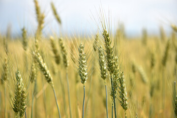 Wall Mural - spikelets of golden wheat in the field. Ripe big golden ears of wheat on a yellow background of the field. nature. The idea of a rich summer harvest, agriculture, agro-industrial complex for food.