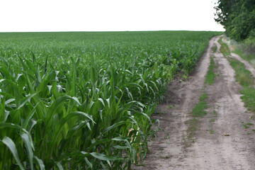 Wall Mural - road in the field, green corn leaves. Corn farm. photo of corn field. concept of good harvest, agricultural. Field of corn in spring or early summer. industrial background. close-up