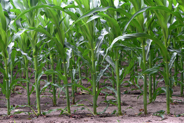 Wall Mural - green corn leaves. Corn farm. photo of corn field. concept of good harvest, agricultural. Field of corn in spring or early summer. industrial background. close-up