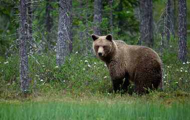 Wall Mural - Wild brown bear ( Ursus arctos )