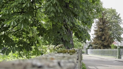 Wall Mural - fence separates a tree-lined street from a sidewalk