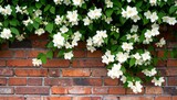 Blooming jasmine on brick wall