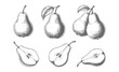 © Artverza - Vintage hand-drawn pear illustration with fruit, slices and leaves vector. Engraved botanical pear sketches.