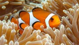 close-up footage of clownfish swimming between sea anemone tentacles, high-definition underwater scene with soft, natural lighting