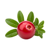 Cranberry close up with leaves isolated