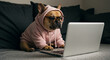 © Arfan - A cute french bulldog is working on a laptop while wearing glasses and a pink hoodie. The dog is sitting on a couch at home, showcasing remote work or online learning. It's a funny and adorable scene.
