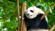 © ERWIN - Panda Sleeps in the Tree