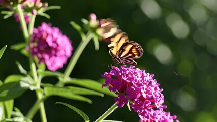 Wall Mural - a vibrant butterfly delicately sips nectar from pink blossoms in a well lit garden with its black striped wings fluttering in slow motion ideal for illustrating natural beauty and pollination