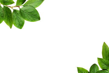 Wall Mural - green leaves in a floral corner arrangements isolated on white or transparent background