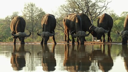 Wall Mural - Wide shot of a group of male Cape buffaloes standing still and drinking at a waterhole, Greater Kruger.