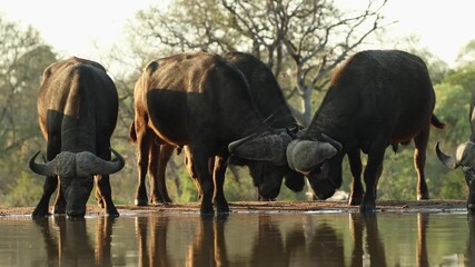 Wall Mural - Wide shot of a group of male Cape buffaloes standing and drinking at a waterhole, Greater Kruger.