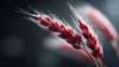 © BOJOShop - Close up of red wheat ears with delicate white awns against a blurred dark background