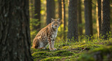 Majestic lynx resting in a sunlit forest clearing amidst green moss and towering trees during golden hour