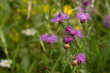 © Maria - Wild knapweed (Centaurea jacea) blooming in summer meadow. Bees and insects pollinate the blossoms in this peaceful nature scen