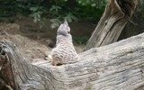 Zamyślona surykatka spogląda w niebo