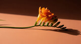 Single orange freesia flower lies on matte brown background with soft sunlight highlighting delicate petals and long green stem casting gentle shadow