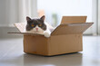 © chendongshan - British Shorthair in a cardboard box