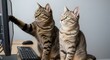 © Rhallyson - Two tabby cats using computer monitor keyboard mouse pet feline animal domestic curious digital screen