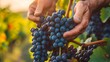 © Mockup Lab - Farmer holding purple grapes after harvest, sunlight, fresh harvest, fruits, eco, health, farming, HD wallpaper banner