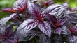 © Nurma - Herbs: Red basil, ginger