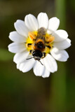 Hosenbiene // pantaloon bee, hairy-legged mining bee (Dasypoda hirtipes / Dasypoda altercator)