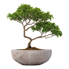 Wall Mural - Isolated Bonsai Tree on Transparent Background