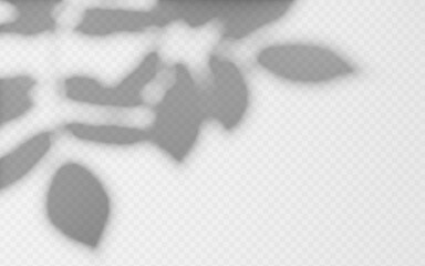 Wall Mural - abstract shadow overlay from foliage tree branch on a transparent background.