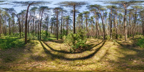Wall Mural - full spherical 360 hdri panorama in pinery forest in summer sunny day in equirectangular projection. VR AR content