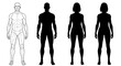 © Elzayady - Understanding Human Anatomy and Silhouette Forms for Artistic and Scientific Representation