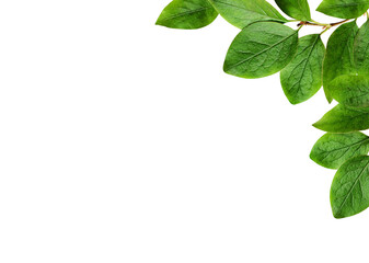 Wall Mural - green leaves in a floral corner arrangement isolated on white or transparent background