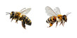 © junaid - Two Honeybees Isolated on White Background, Showing Wing Detail and Pollen Basket Fullness